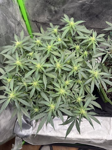 Midsummer Outdoor — flower, day 67