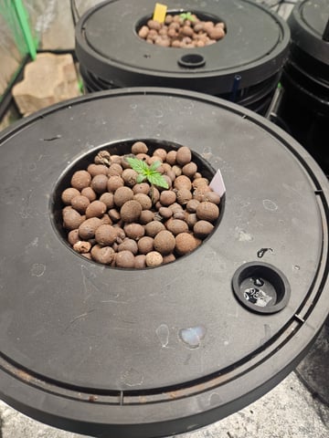 dwc 10/2025 — vegetative, day 8