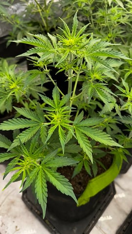 Gorilla Cookies Auto (42 FastBuds) — flower, day 39