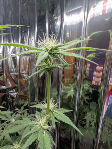 B E A utiful  — flower, day 80