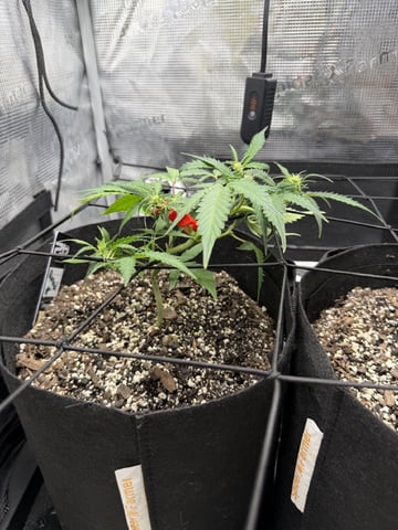 Gorilla Cookies — 1st Grow