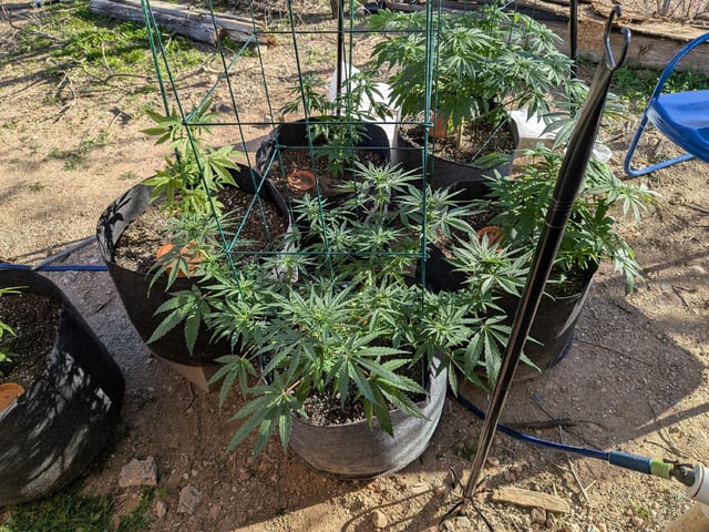 October Start — flower, day 90