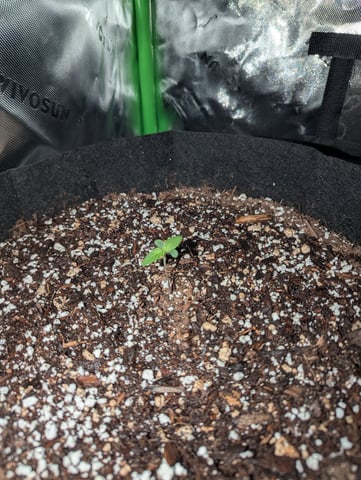 First Grow — seedling_rooting, day 8