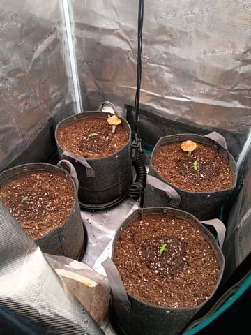 HP CC — seedling_rooting, day 11