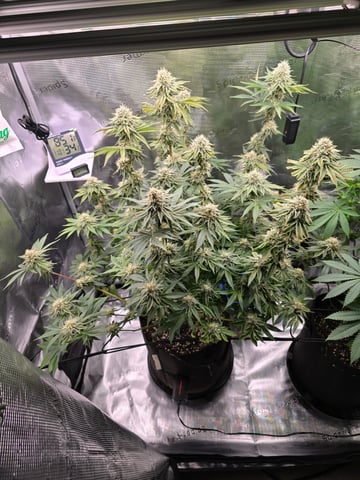 Northern lights #10 (Alaska) — flower, day 72