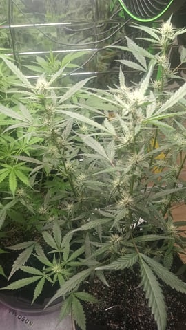 Gelato & Amnesia  — flower, day 47