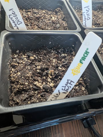 Grow Tent Starts — germination, day 8