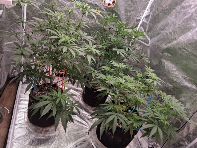 TEAM FULL AUTOS — flower, day 96