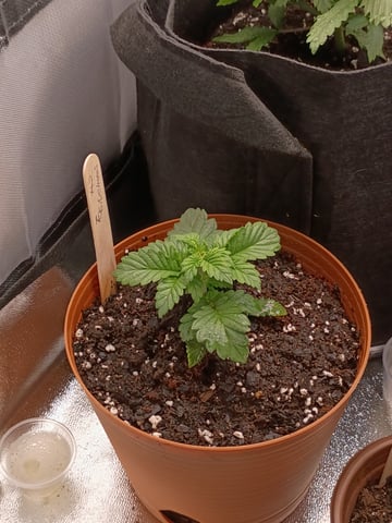1st Grow Eva — vegetative, day 21