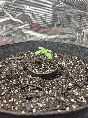 Grow 1 2026 Dream Widow — vegetative, day 16