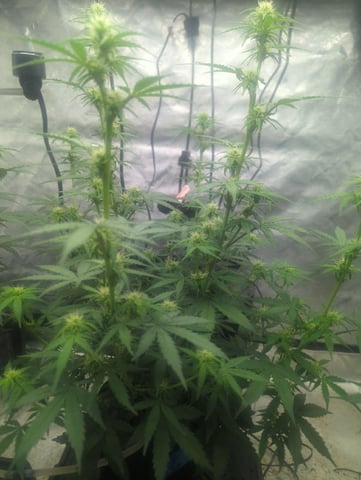Autos — flower, day 35