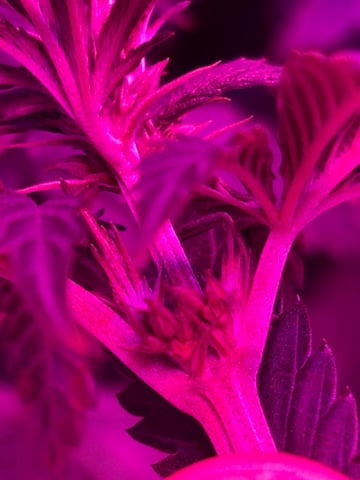 Fruity Pebbles Males — flower, day 9