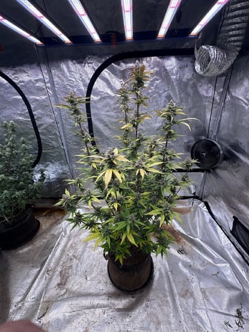 Bannana Jelousy x Guava Auto — harvest, day 94