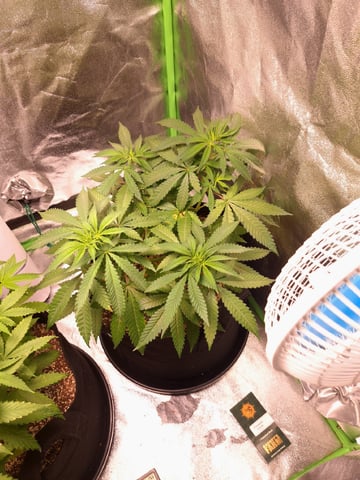 Pineapple Chunk/Runtz — vegetative, day 64
