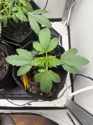 Midsummer Outdoor — vegetative, day 16