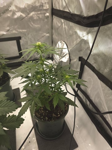 Homegrown - 🍒 🥧 & GSC Auto, 🚀 Seeds 🍌 Buttercups  — flower, day 33