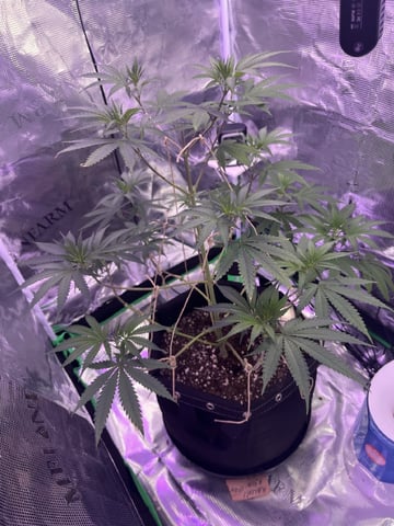 Kalini Asia Auto  — vegetative, day 5