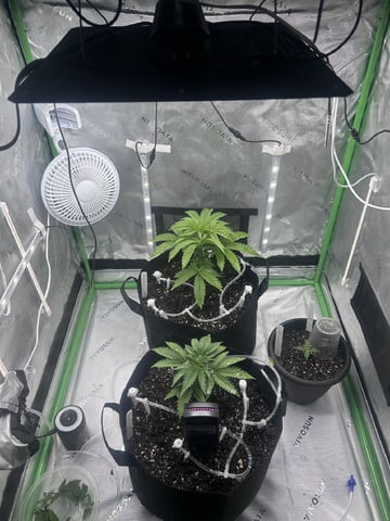 grow two — vegetative, day 4