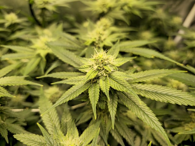 Kushberry Moonrocks — flower, day 78