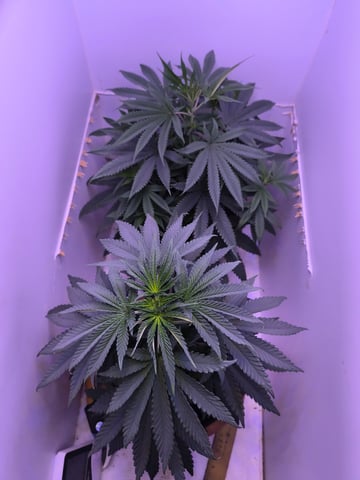 unknown strain 1st grow — vegetative, day 35