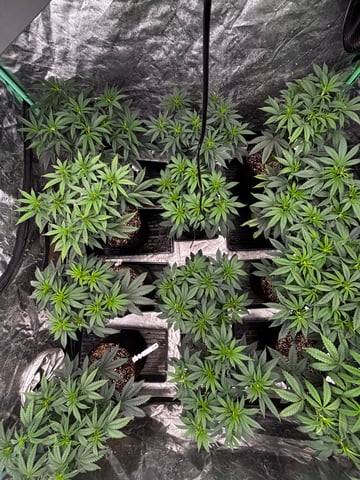 Pink Passion Fruit — flower, day 52