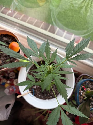 First Run — vegetative, day 58