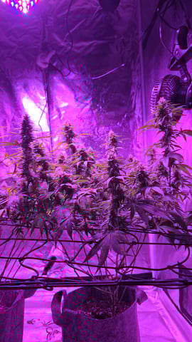 strawberry ghost and death breath — flower, day 13