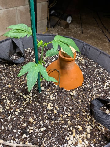 October Start — vegetative, day 33