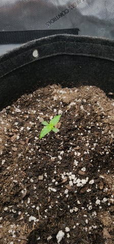 FastBuds Trainwreck Auto — seedling_rooting, day 10
