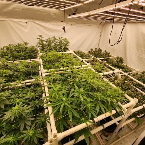 true genetics  — flower, day 67