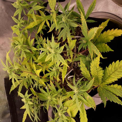 week 1 — flower, day 41