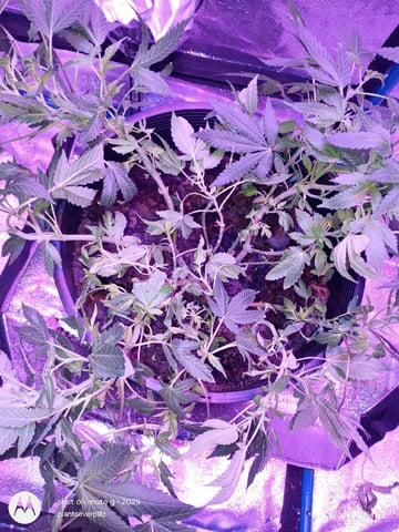 Georgia Pie Female Photo