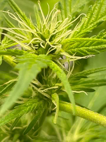 BETTERDAYZBUDZ — flower, day 10