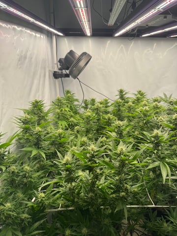 Permanent Marker, Gary Payton — flower, day 30