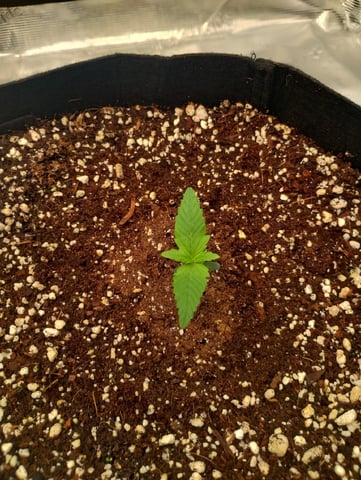 Round 2🥊 — seedling_rooting, day 12