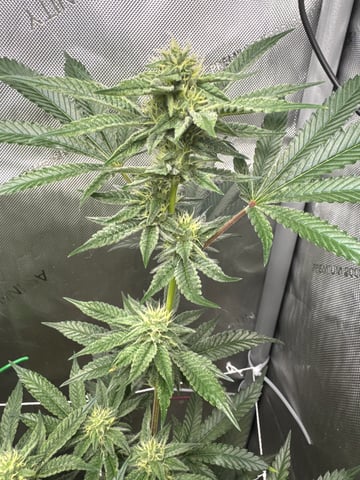 catpiss canyon & Apple Candie  — flower, day 11