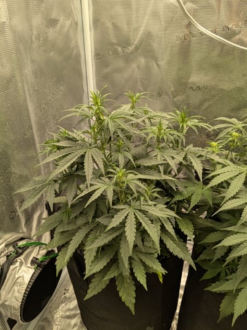 first grow — flower, day 28