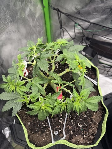 Midsummer Outdoor — vegetative, day 37