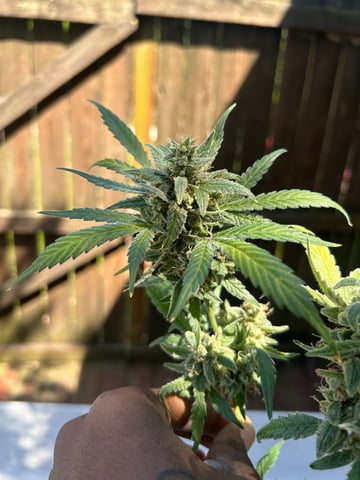 Gigawatt  — harvest, day 144