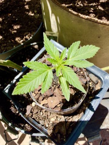 Bruce Banner ⛽️ — vegetative, day 21