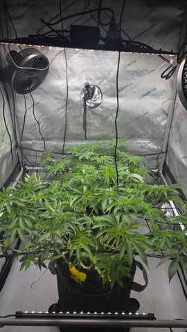 ethos genetics  — flower, day 72