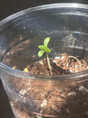 grow_op