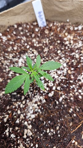 First Grow — vegetative, day 1