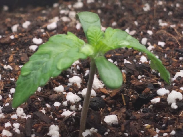 Maui wowie  — germination, day 14