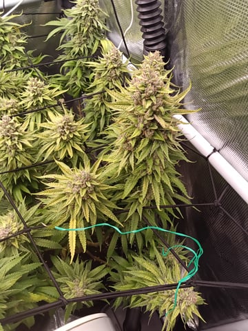 Starfighter/Ohio Guptilla Hybrid — flower, day 45