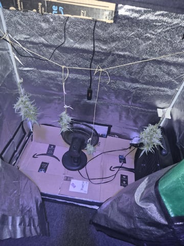 I'll get it right — harvest, day 101