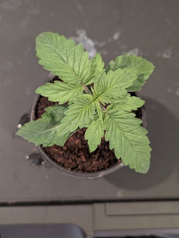 EG/SM/SG/CW — vegetative, day 15