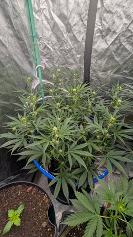 Mixed Grow — grow_setup, day 51
