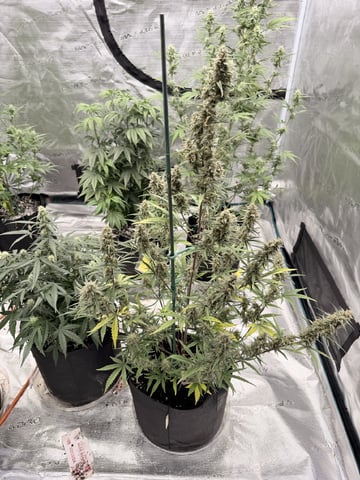 5’x5’ — flower, day 21