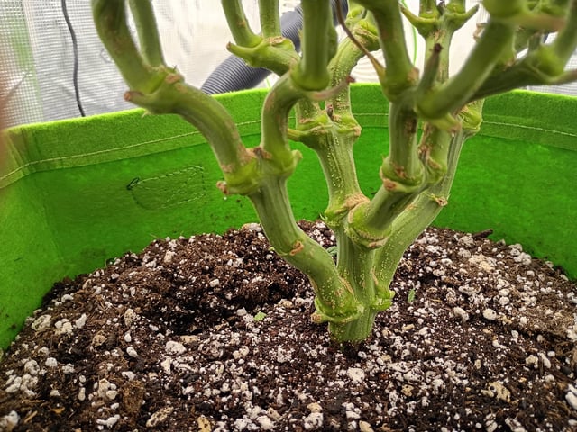 FastBuds Photo-Lemon Mandarin  — vegetative, day 72